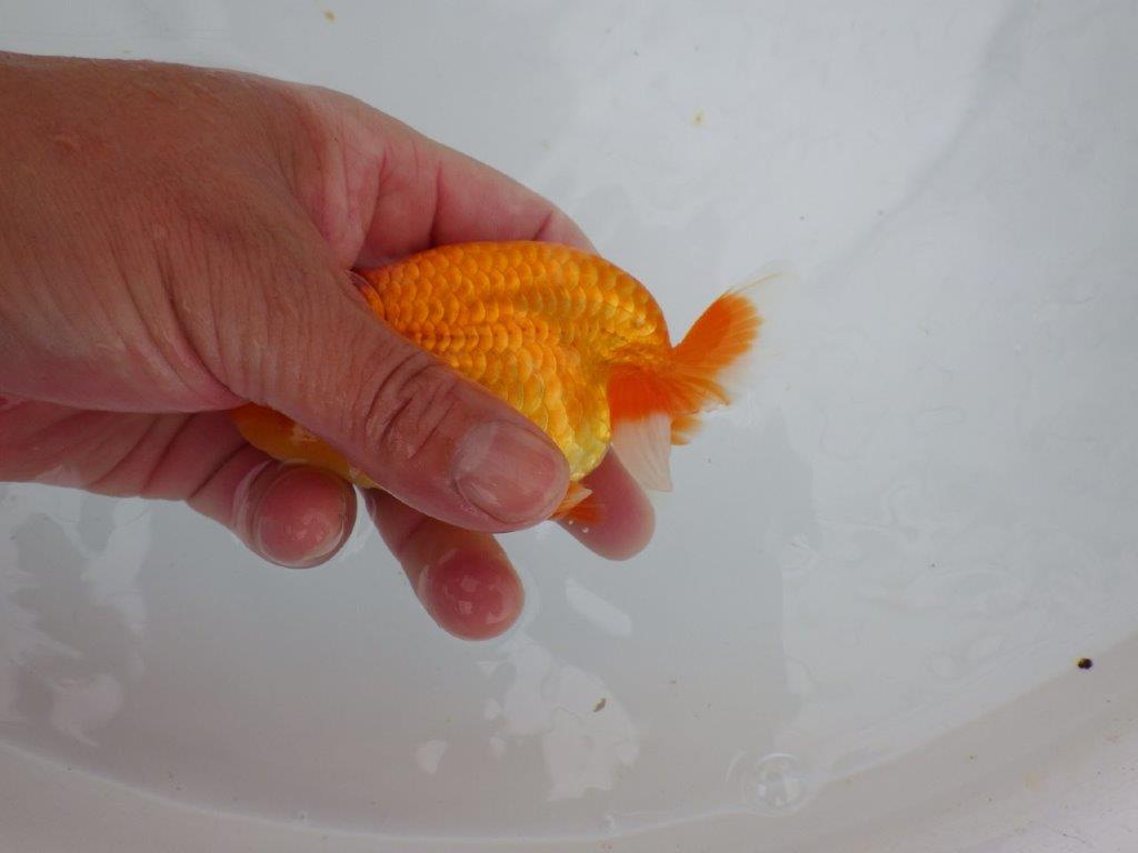 【大切にしてきた当歳らんちゅう 】レア 岐阜超フンタンブリーダー D 約11cm オス?