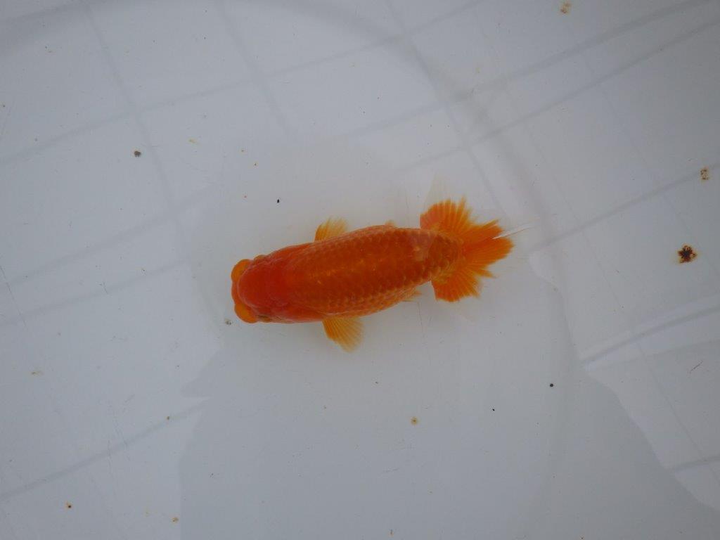 【大切にしてきた当歳らんちゅう 】レア 岐阜超フンタンブリーダー D 約11cm オス?