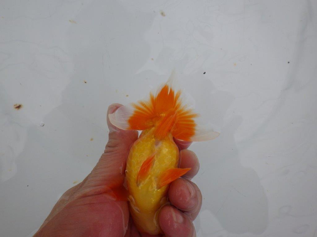 【大切にしてきた当歳らんちゅう 】レア 岐阜超フンタンブリーダー D 約11cm オス?