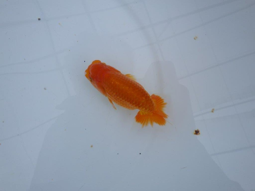 【大切にしてきた当歳らんちゅう 】レア 岐阜超フンタンブリーダー D 約11cm オス?