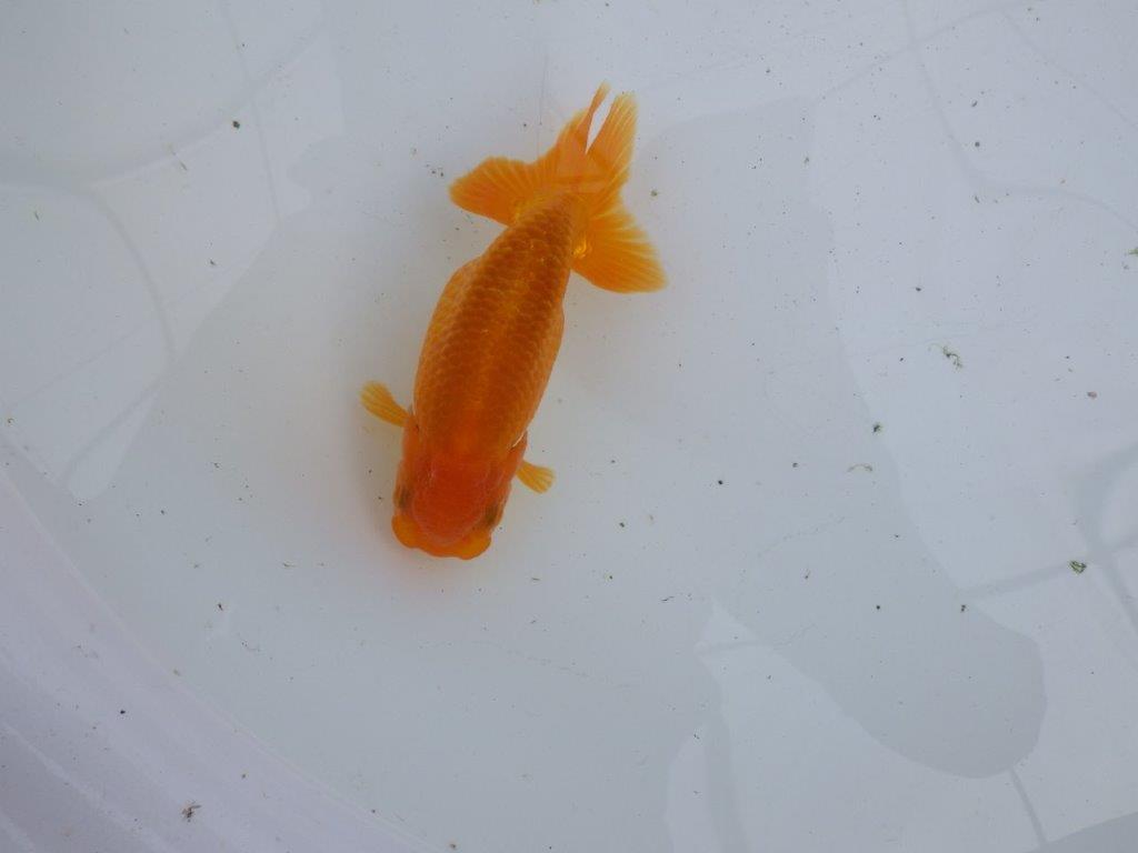 【大切にしてきた当歳らんちゅう 】超お勧め系統 種にも! A 約12,5cm メス?