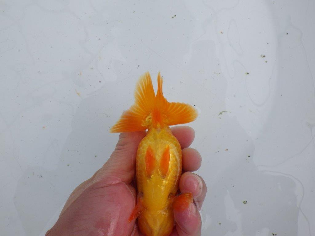 【大切にしてきた当歳らんちゅう 】超お勧め系統 種にも! A 約12,5cm メス?