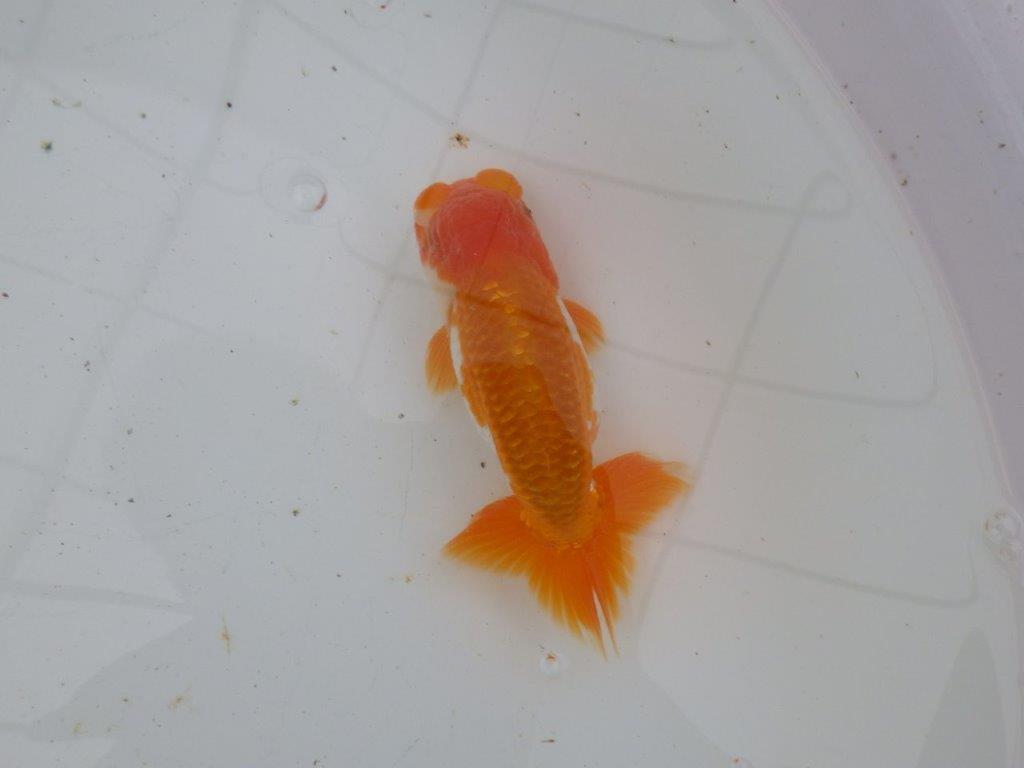 【大切にしてきた当歳らんちゅう 】超お勧め系統 派手な更紗 B 約13,5cm オス?