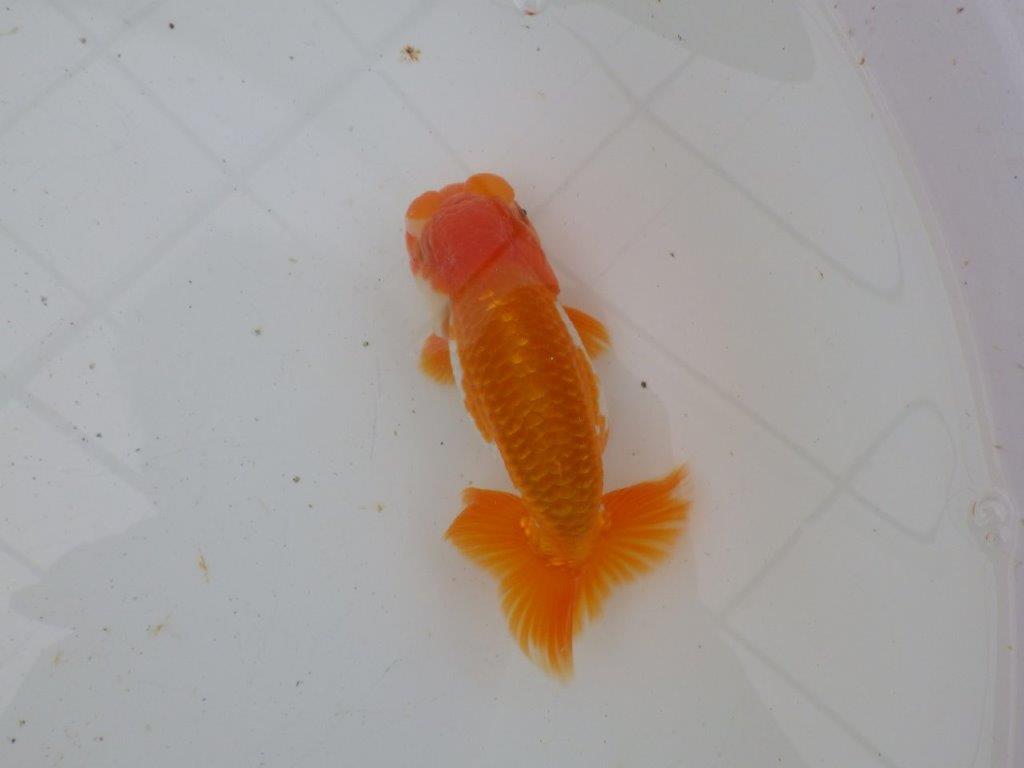 【大切にしてきた当歳らんちゅう 】超お勧め系統 派手な更紗 B 約13,5cm オス?