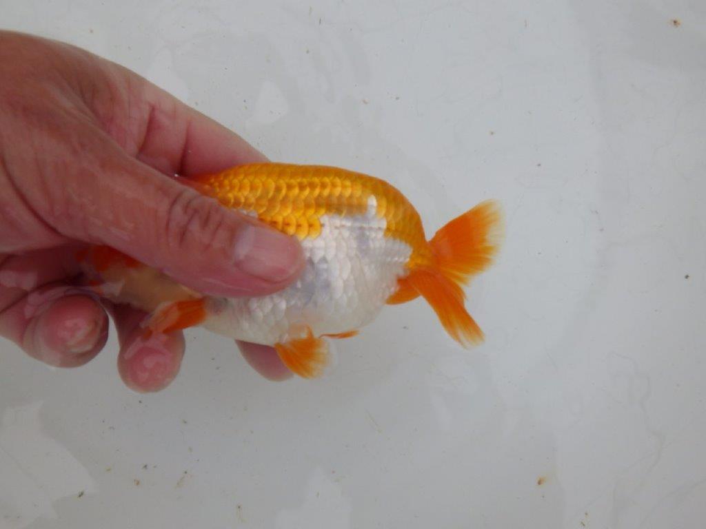 【大切にしてきた当歳らんちゅう 】超お勧め系統 派手な更紗 B 約13,5cm オス?