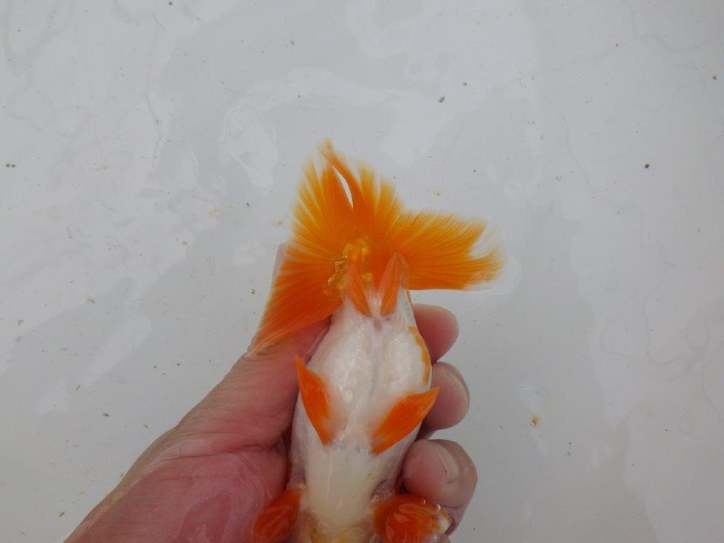 【大切にしてきた当歳らんちゅう 】超お勧め系統 派手な更紗 B 約13,5cm オス?