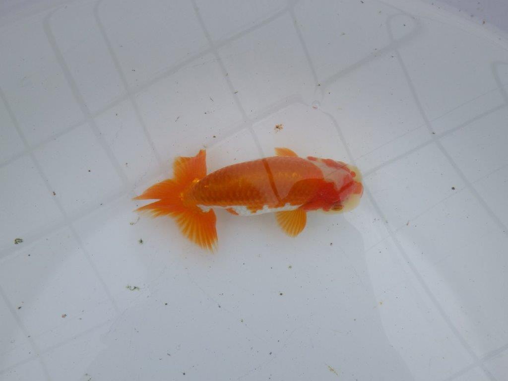 【大切にしてきた当歳らんちゅう 】超お勧め系統 派手な更紗 C 約13cm オス?