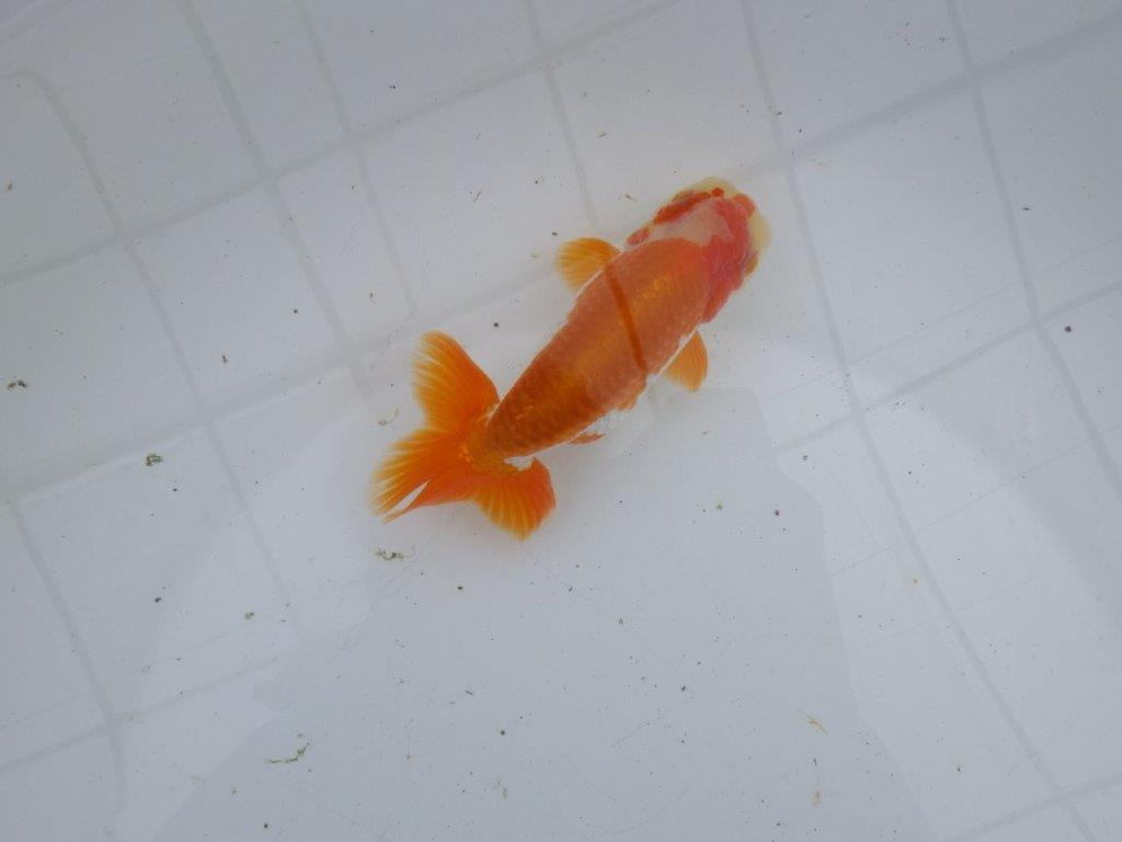 【大切にしてきた当歳らんちゅう 】超お勧め系統 派手な更紗 C 約13cm オス?