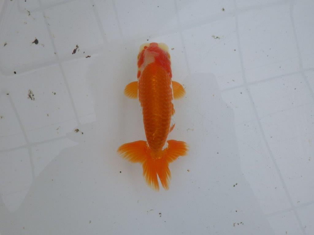 【大切にしてきた当歳らんちゅう 】超お勧め系統 派手な更紗 C 約13cm オス?