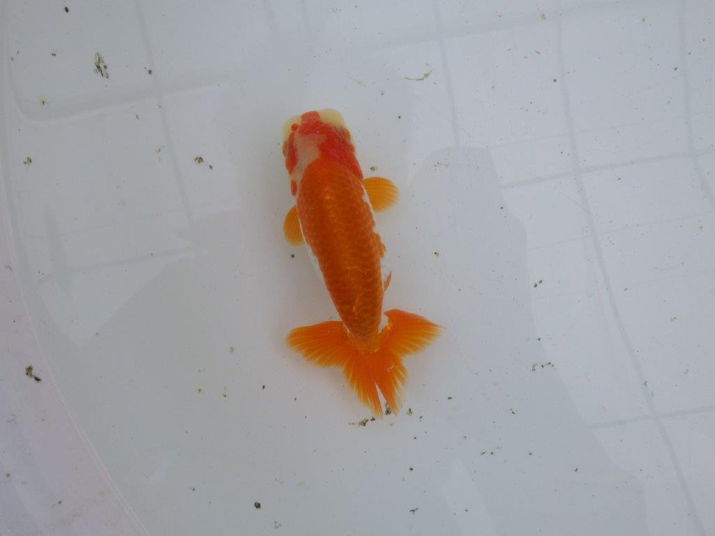 【大切にしてきた当歳らんちゅう 】超お勧め系統 派手な更紗 C 約13cm オス?