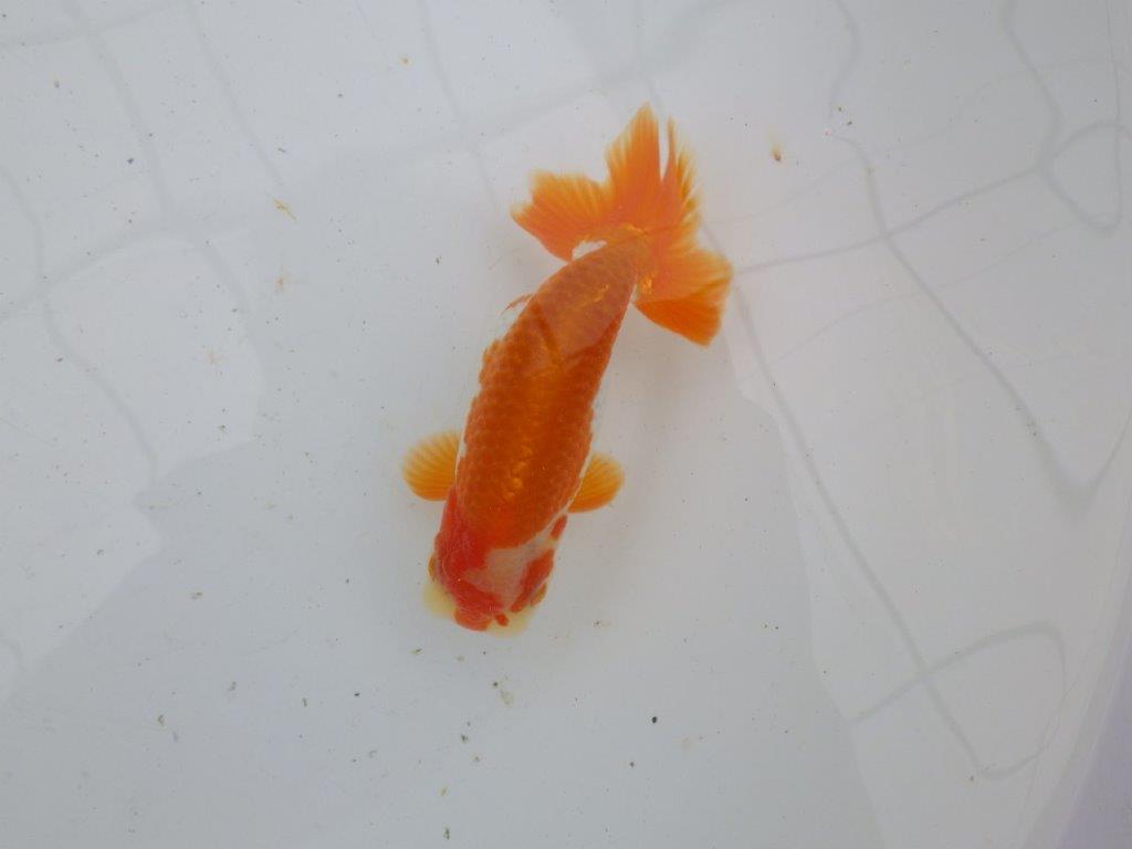 【大切にしてきた当歳らんちゅう 】超お勧め系統 派手な更紗 C 約13cm オス?