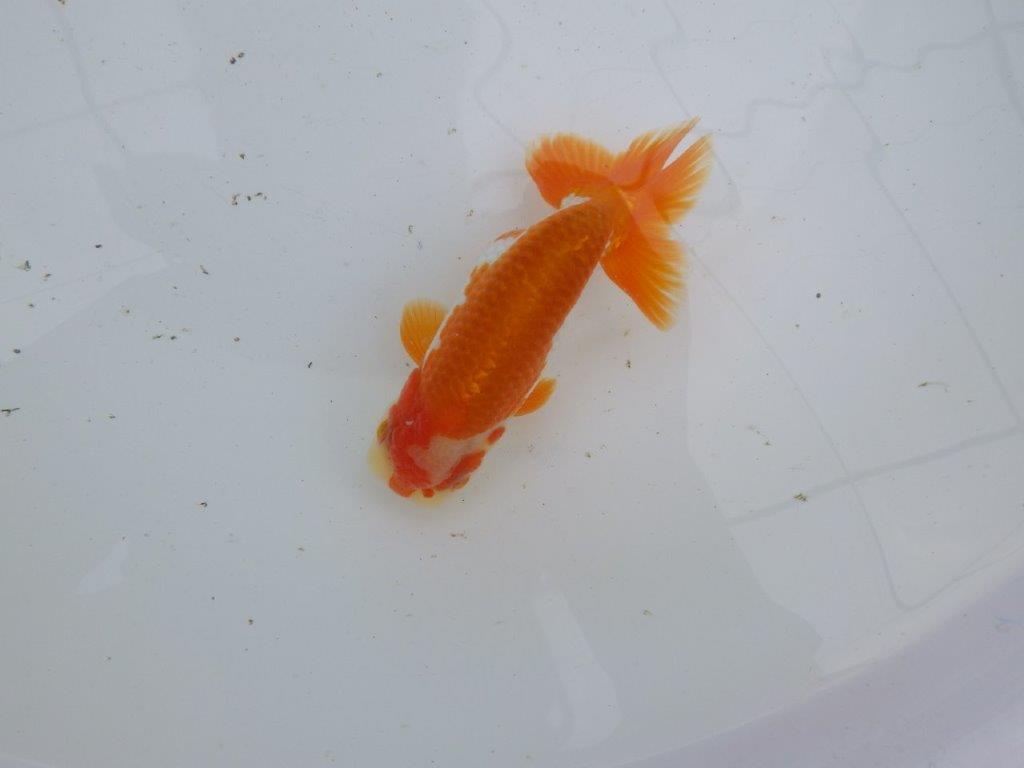 【大切にしてきた当歳らんちゅう 】超お勧め系統 派手な更紗 C 約13cm オス?