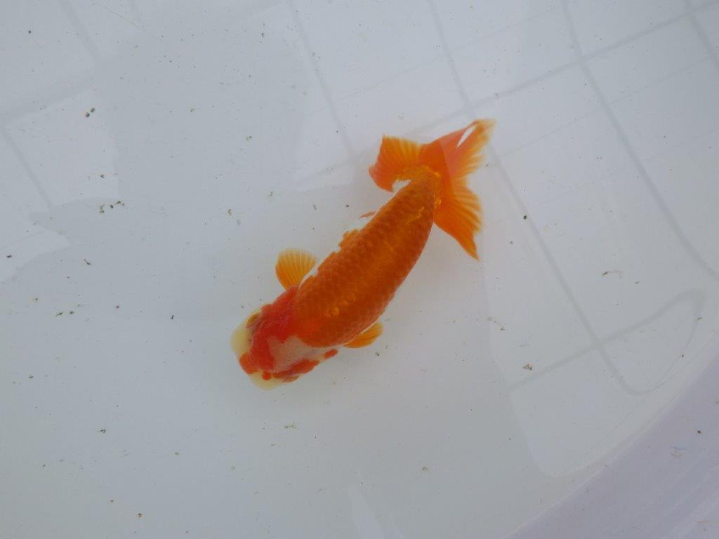 【大切にしてきた当歳らんちゅう 】超お勧め系統 派手な更紗 C 約13cm オス?