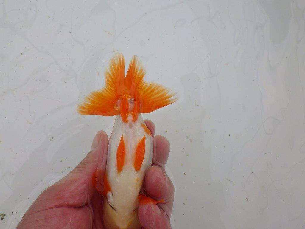 【大切にしてきた当歳らんちゅう 】超お勧め系統 派手な更紗 C 約13cm オス?