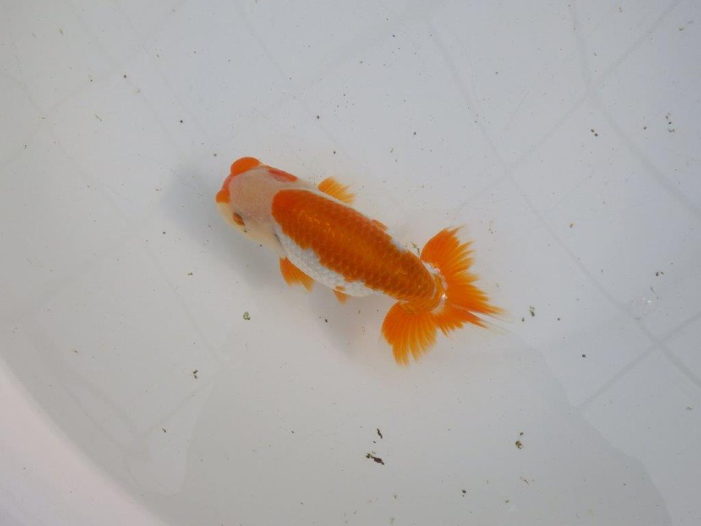 【大切にしてきた当歳らんちゅう 】超お勧め系統　飼い込みお勧め　D　約14,5cm  オス？