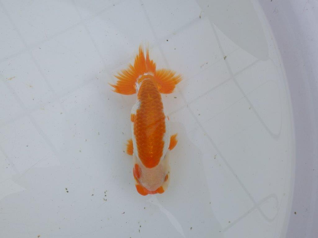 【大切にしてきた当歳らんちゅう 】超お勧め系統　飼い込みお勧め　D　約14,5cm  オス？