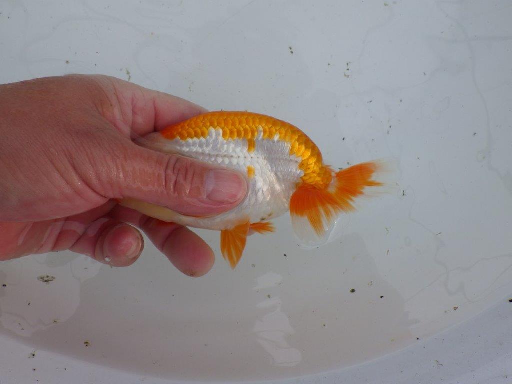 【大切にしてきた当歳らんちゅう 】超お勧め系統　飼い込みお勧め　D　約14,5cm  オス？