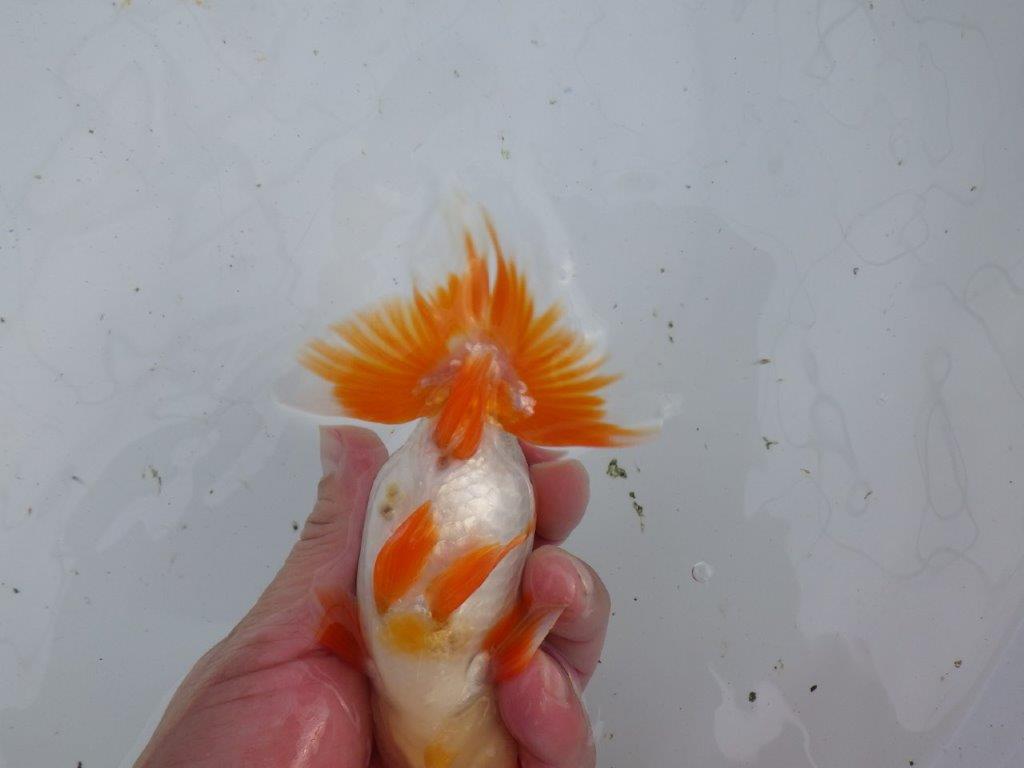 【大切にしてきた当歳らんちゅう 】超お勧め系統　飼い込みお勧め　D　約14,5cm  オス？