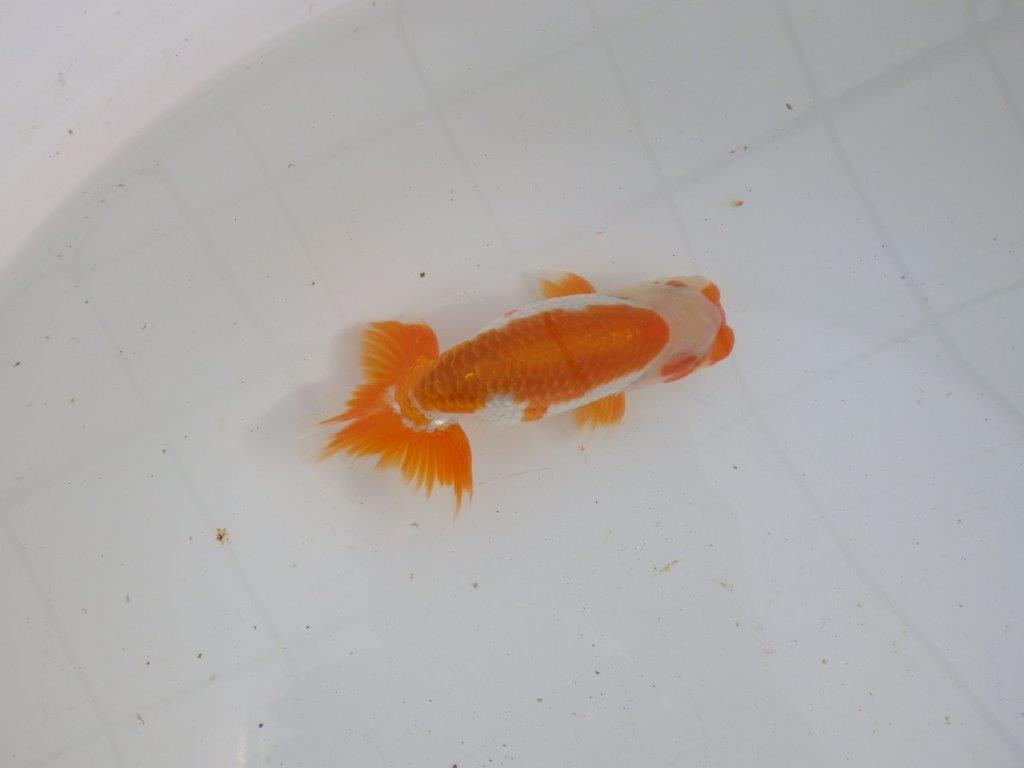 【大切にしてきた当歳らんちゅう 】超お勧め系統　飼い込みお勧め　D　約14,5cm  オス？