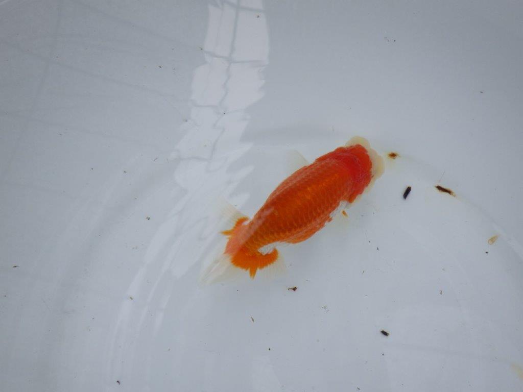 【大切にしてきた当歳らんちゅう 】おすすめ系統 鈴木克己氏 A 約12,5cm オス?