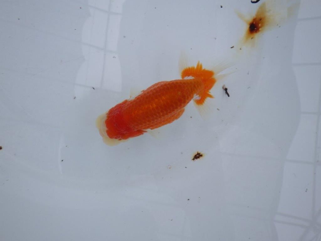 【大切にしてきた当歳らんちゅう 】おすすめ系統 鈴木克己氏 A 約12,5cm オス?