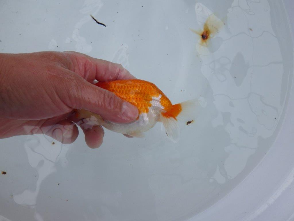 【大切にしてきた当歳らんちゅう 】おすすめ系統 鈴木克己氏 A 約12,5cm オス?