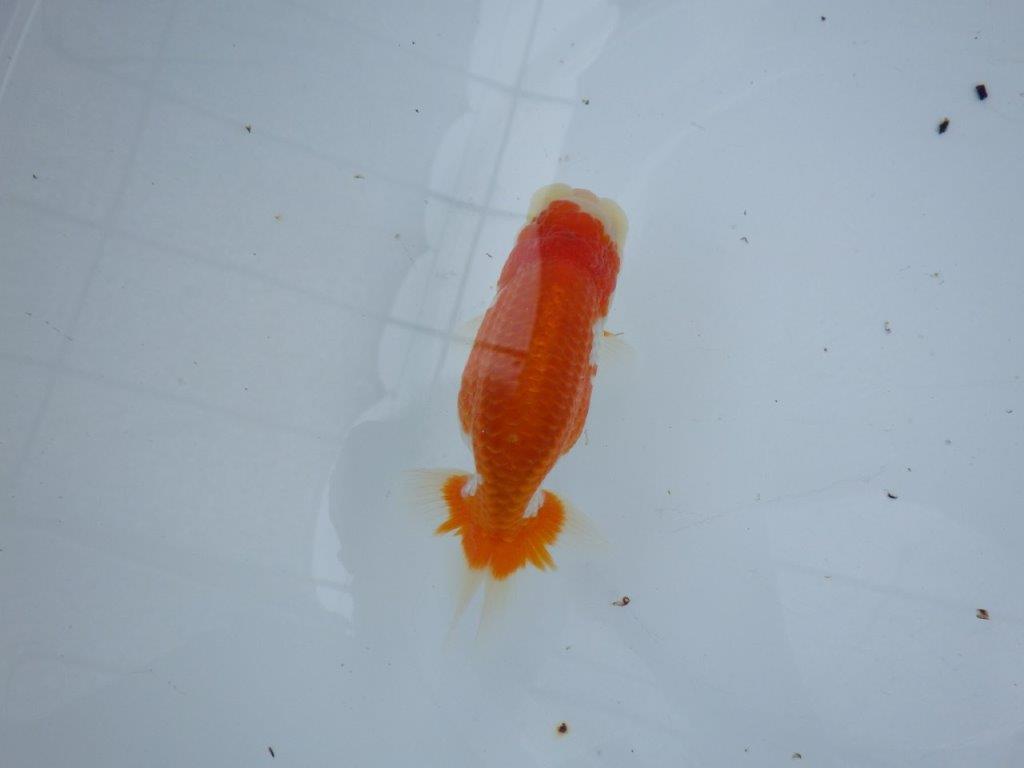 【大切にしてきた当歳らんちゅう 】おすすめ系統 鈴木克己氏 A 約12,5cm オス?