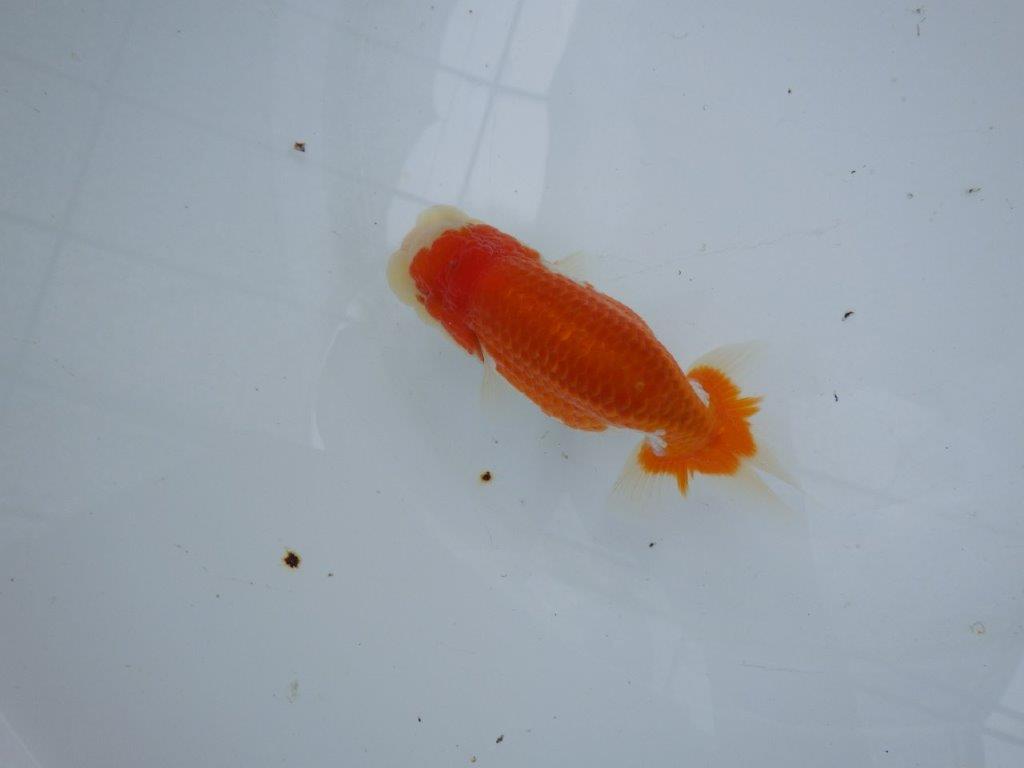 【大切にしてきた当歳らんちゅう 】おすすめ系統 鈴木克己氏 A 約12,5cm オス?