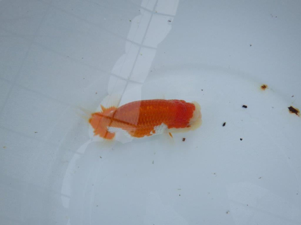 【大切にしてきた当歳らんちゅう 】おすすめ系統 鈴木克己氏 A 約12,5cm オス?