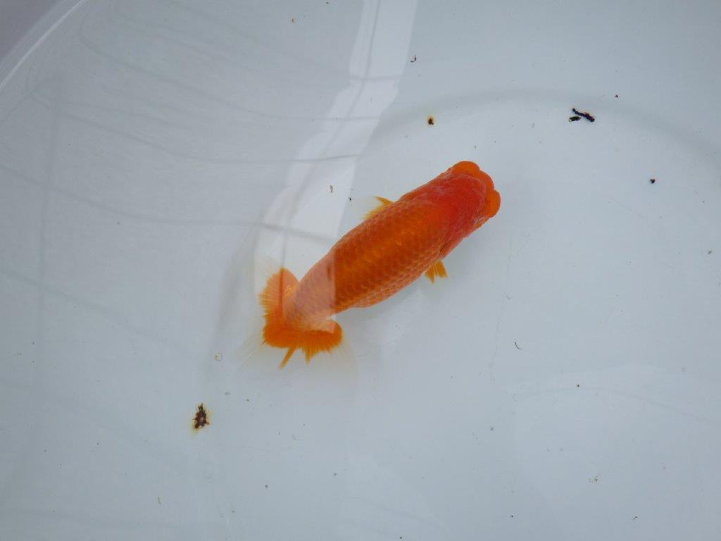 【大切にしてきた当歳らんちゅう 】二歳つくりに! 鈴木克己氏 B 約14cm オス?