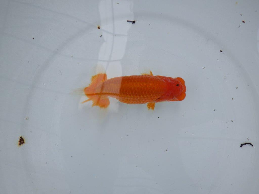 【大切にしてきた当歳らんちゅう 】二歳つくりに! 鈴木克己氏 B 約14cm オス?