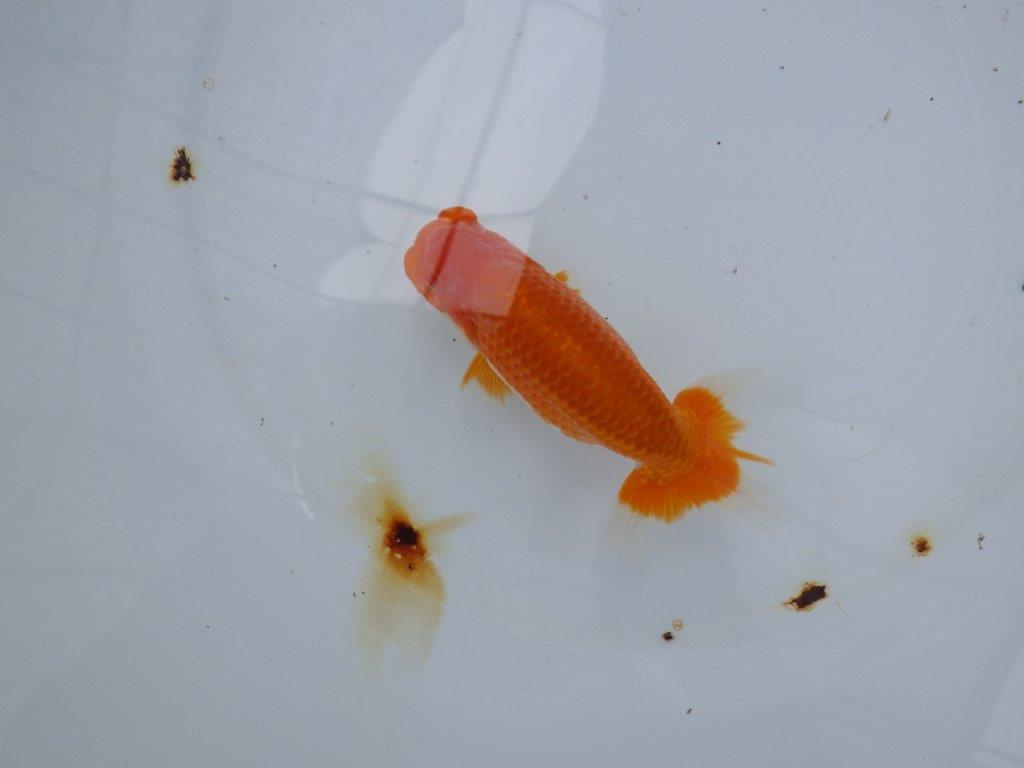 【大切にしてきた当歳らんちゅう 】二歳つくりに! 鈴木克己氏 B 約14cm オス?