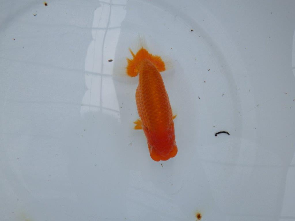 【大切にしてきた当歳らんちゅう 】二歳つくりに! 鈴木克己氏 B 約14cm オス?