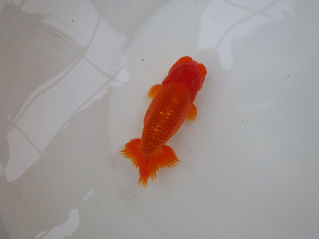 【愛知 小早川義幸氏 当歳らんちゅう 】紅色が濃いらんちゅう 約13cm オス?