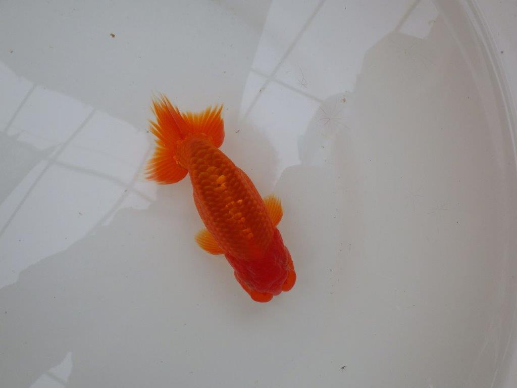 【愛知 小早川義幸氏 当歳らんちゅう 】紅色が濃いらんちゅう 約13cm オス?