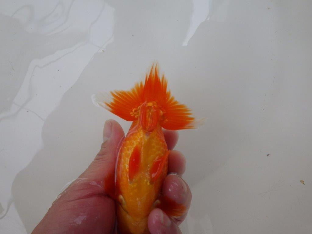 【愛知 小早川義幸氏 当歳らんちゅう 】紅色が濃いらんちゅう 約13cm オス?