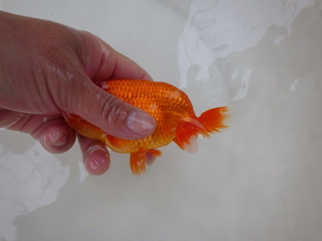 【愛知 小早川義幸氏 当歳らんちゅう 】紅色が濃いらんちゅう 約13cm オス?