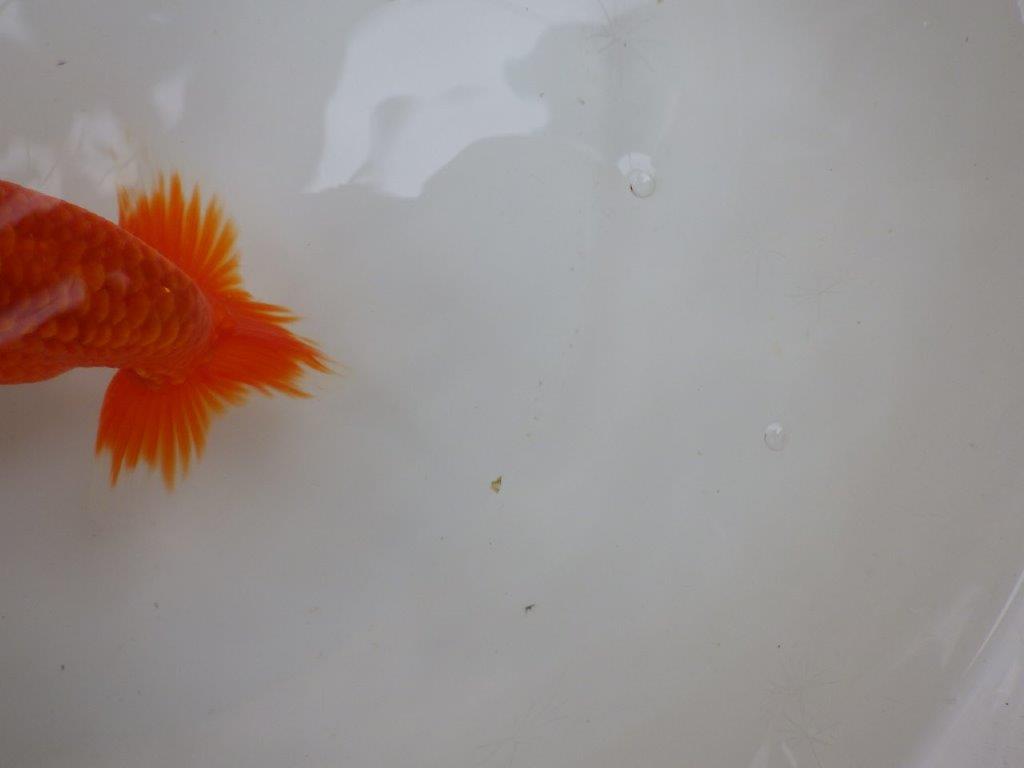 【愛知 小早川義幸氏 当歳らんちゅう 】紅色が濃いらんちゅう 約13cm オス?