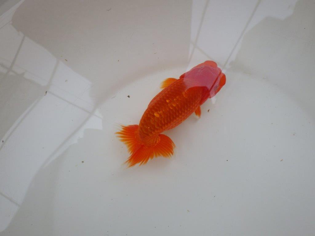 【愛知 小早川義幸氏 当歳らんちゅう 】紅色が濃いらんちゅう 約13cm オス?