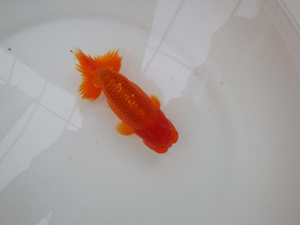 【愛知 小早川義幸氏　当歳らんちゅう 】紅色が濃いらんちゅう　約13cm オス？の上身