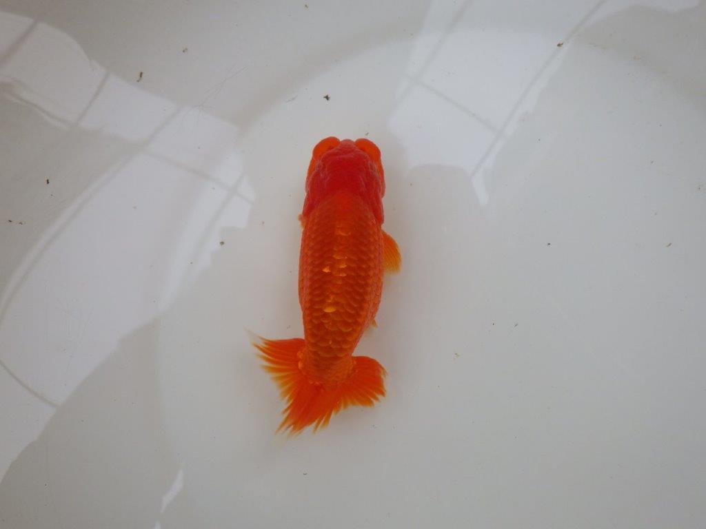 【愛知 小早川義幸氏 当歳らんちゅう 】紅色が濃いらんちゅう 約13cm オス?