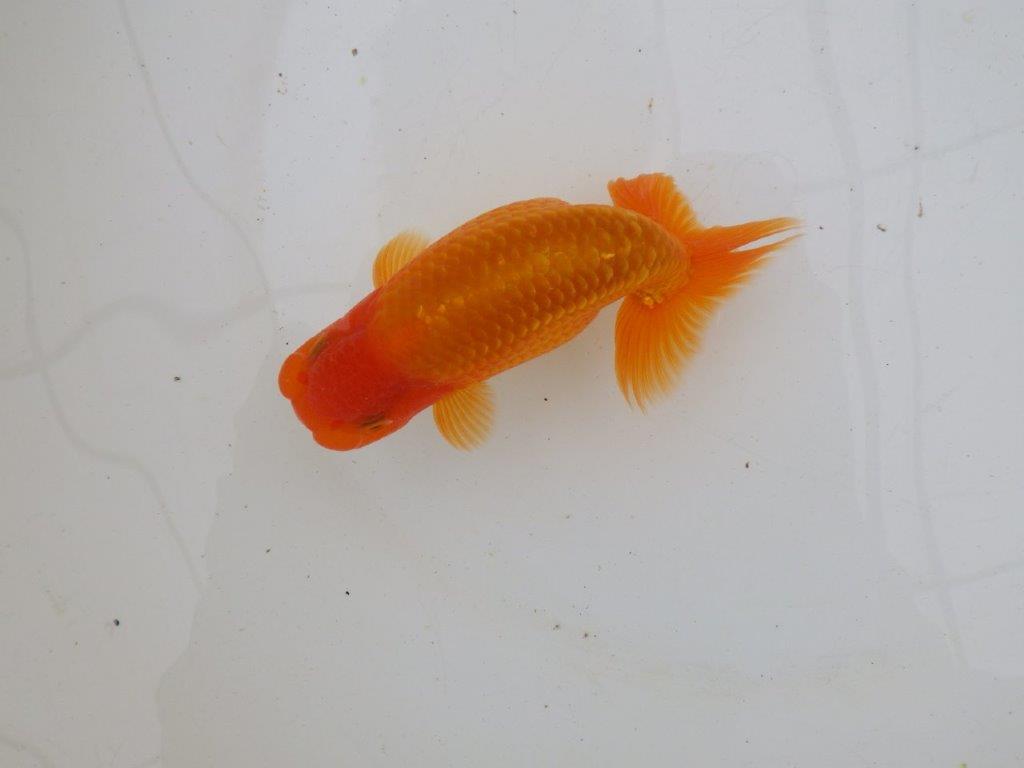 【 愛知超優良系統様】背なりが綺麗で尾のフンいいも良い当歳らんちゅう 約14㎝ オス