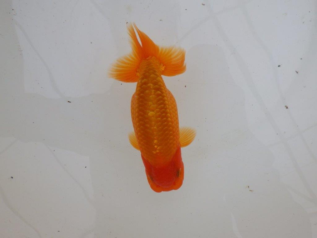 【 愛知超優良系統様】背なりが綺麗で尾のフンいいも良い当歳らんちゅう 約14㎝ オス