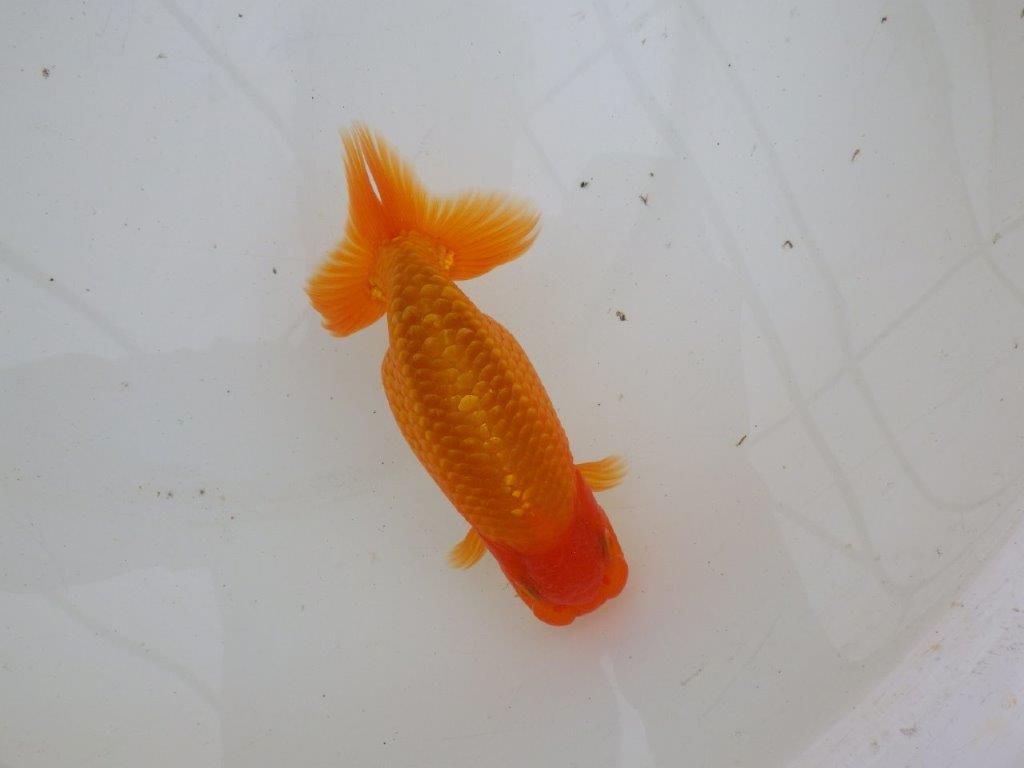 【 愛知超優良系統様】背なりが綺麗で尾のフンいいも良い当歳らんちゅう 約14㎝ オス