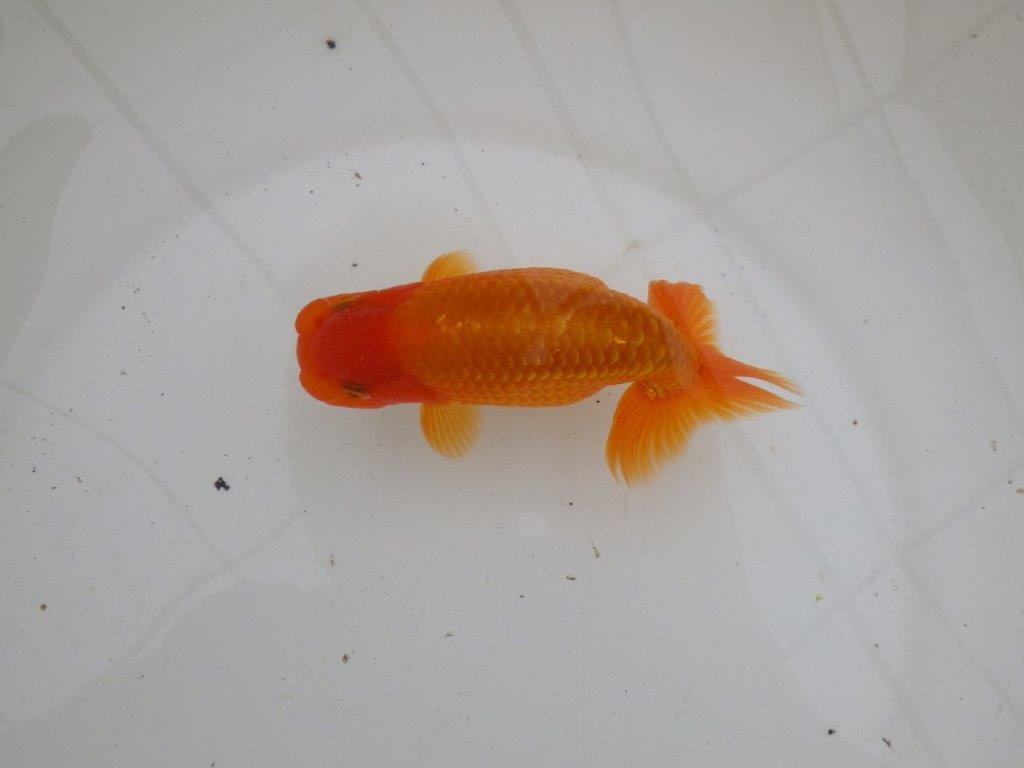 【 愛知超優良系統様】背なりが綺麗で尾のフンいいも良い当歳らんちゅう 約14㎝ オス