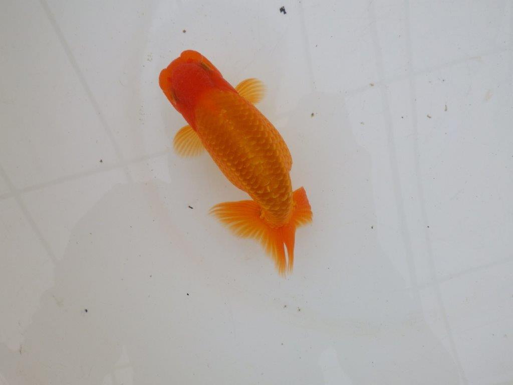 【 愛知超優良系統様】背なりが綺麗で尾のフンいいも良い当歳らんちゅう 約14㎝ オス