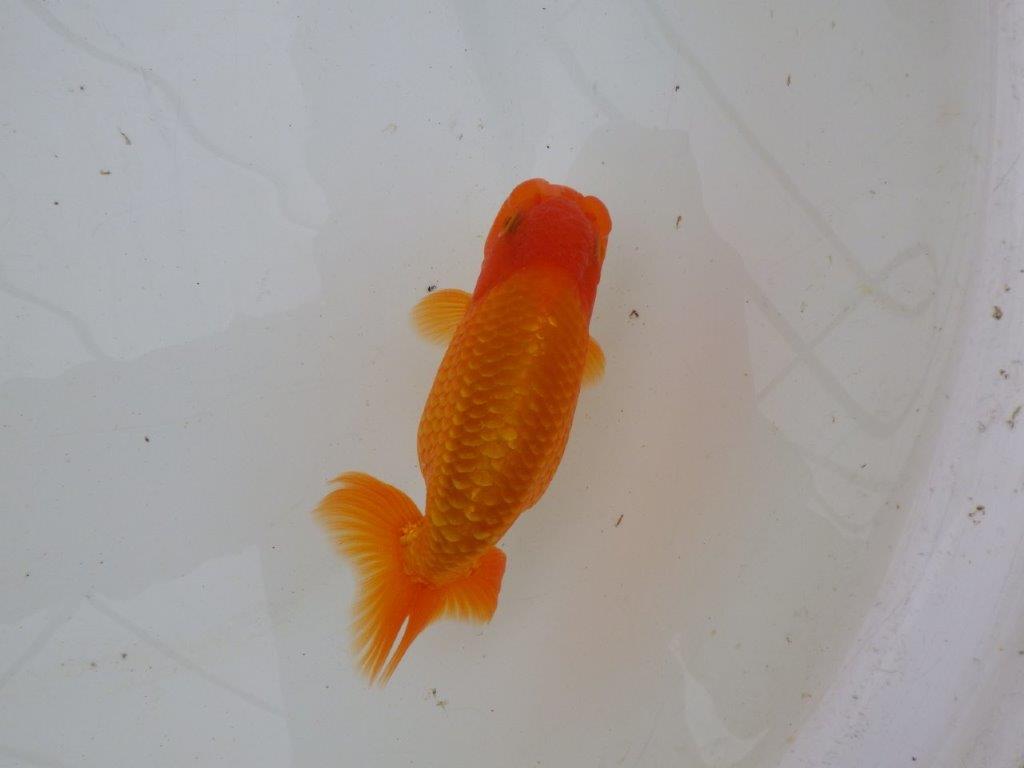 【 愛知超優良系統様】背なりが綺麗で尾のフンいいも良い当歳らんちゅう 約14㎝ オス