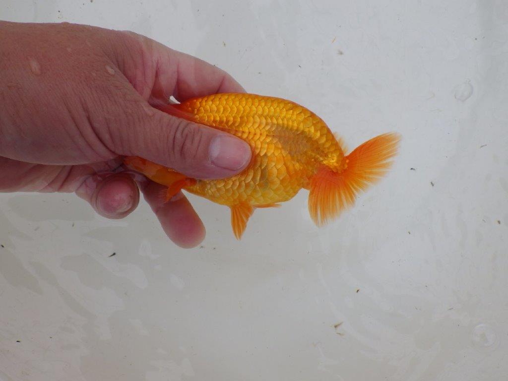 【 愛知超優良系統様】背なりが綺麗で尾のフンいいも良い当歳らんちゅう 約14㎝ オス