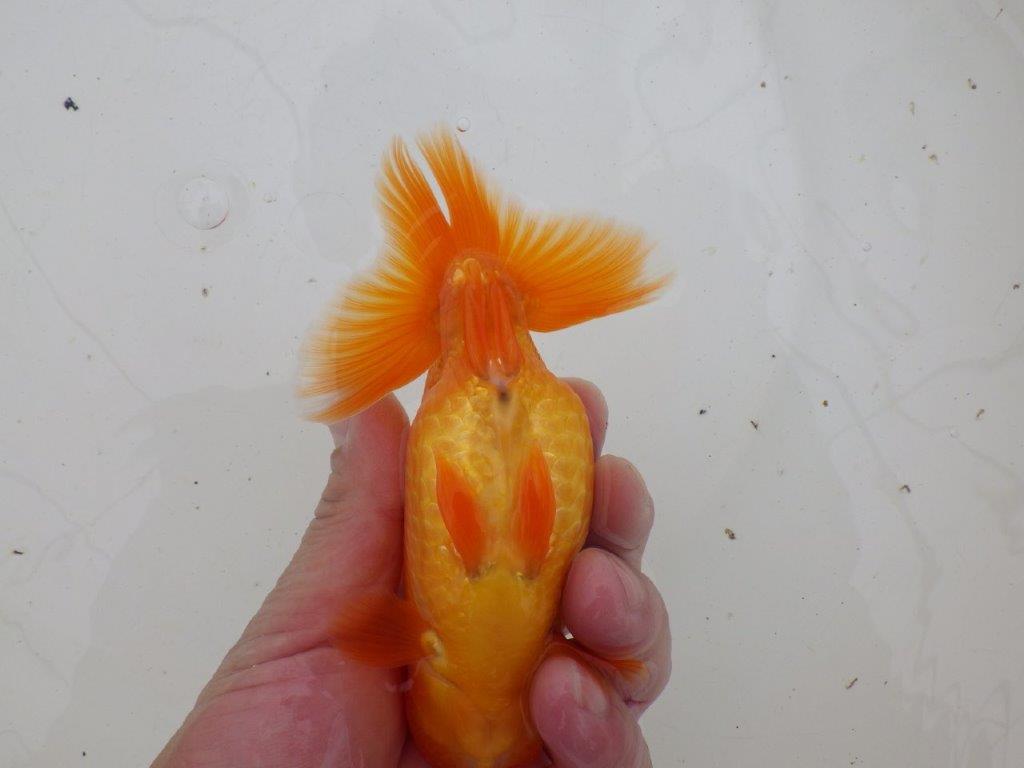 【 愛知超優良系統様】背なりが綺麗で尾のフンいいも良い当歳らんちゅう 約14㎝ オス