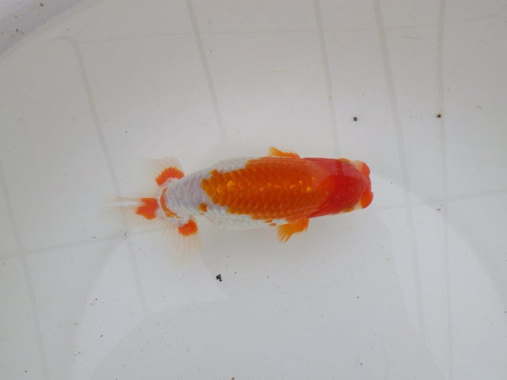 【 愛知超優良系統様】色艶が良く背も綺麗で映える当歳らんちゅう 約15㎝ オス?